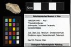 Foto (Objekt + Etiketten) von ? Goniodromites sp. 